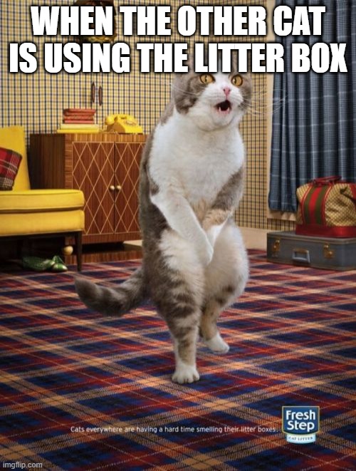 Gotta Go Cat Meme | WHEN THE OTHER CAT IS USING THE LITTER BOX | image tagged in memes,gotta go cat | made w/ Imgflip meme maker