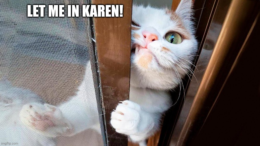 . | LET ME IN KAREN! | image tagged in cats,funny cats | made w/ Imgflip meme maker