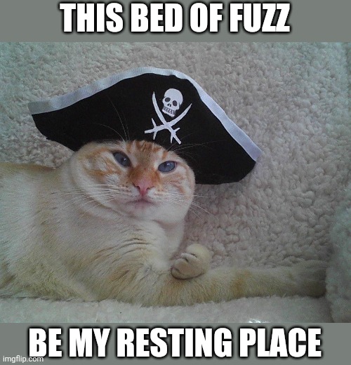 BACK AWAY HUMAN | THIS BED OF FUZZ; BE MY RESTING PLACE | image tagged in cats,funny cats,pirate | made w/ Imgflip meme maker