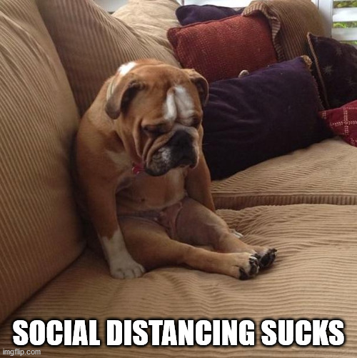 bulldogsad | SOCIAL DISTANCING SUCKS | image tagged in bulldogsad | made w/ Imgflip meme maker