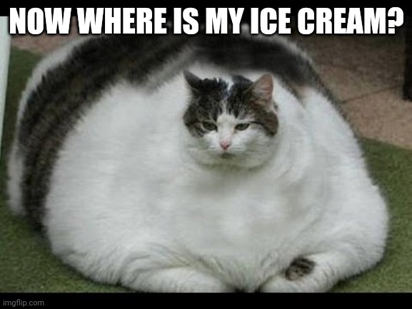 Chonk Cat Is Looking For Ice Cream | NOW WHERE IS MY ICE CREAM? | image tagged in fat cat | made w/ Imgflip meme maker