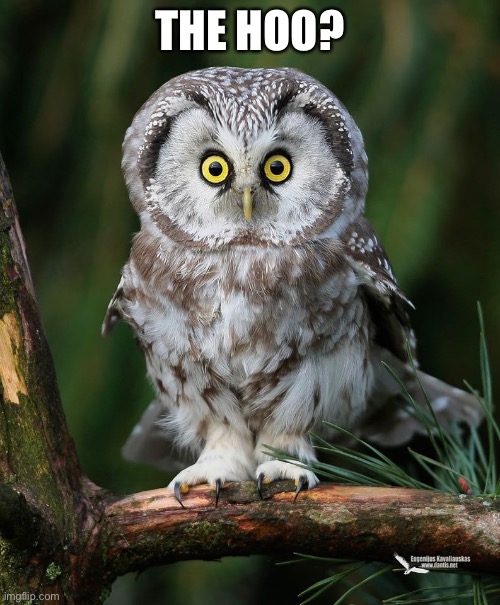 Owl | THE HOO? | image tagged in owl | made w/ Imgflip meme maker