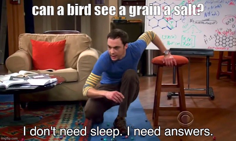 i need answers | can a bird see a grain a salt? | image tagged in i need answers | made w/ Imgflip meme maker