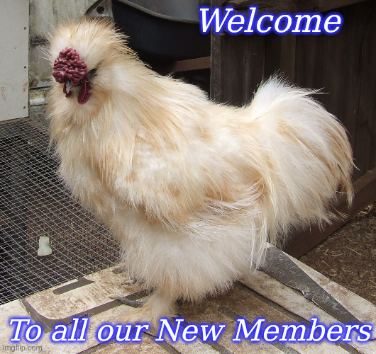 Welcome to all our New Members | Welcome; To all our New Members | image tagged in memes,silkies | made w/ Imgflip meme maker