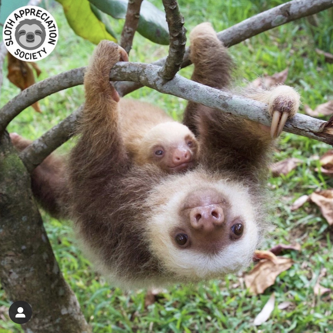 Just Hanging (Sloth and Baby) Blank Meme Template