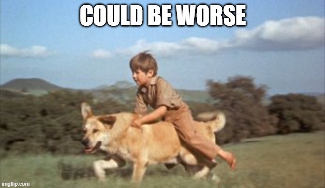 Old Yeller | COULD BE WORSE | image tagged in old yeller | made w/ Imgflip meme maker