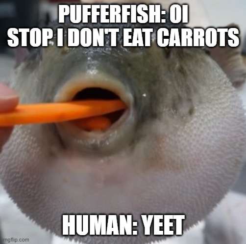 pufferfish eating carrot | PUFFERFISH: OI STOP I DON'T EAT CARROTS; HUMAN: YEET | image tagged in pufferfish eating carrot | made w/ Imgflip meme maker