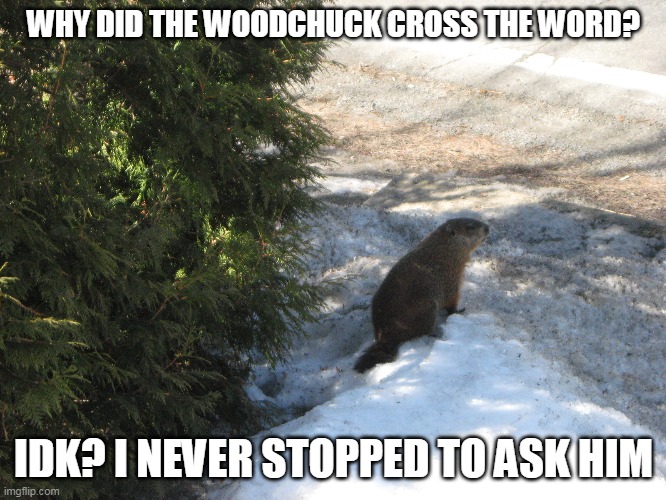 Cute little guy | WHY DID THE WOODCHUCK CROSS THE WORD? IDK? I NEVER STOPPED TO ASK HIM | image tagged in woodchuck | made w/ Imgflip meme maker