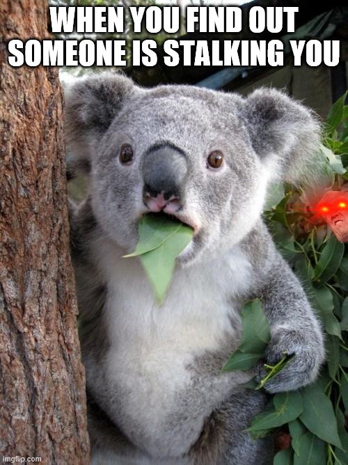 Surprised Koala Meme | WHEN YOU FIND OUT SOMEONE IS STALKING YOU | image tagged in memes,surprised koala | made w/ Imgflip meme maker