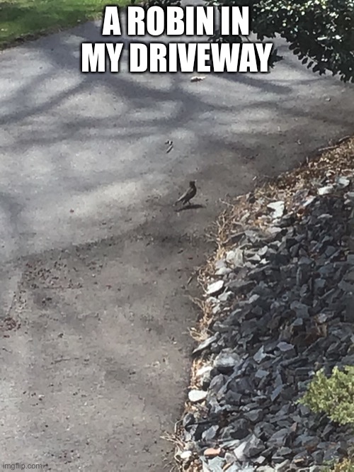 A ROBIN IN MY DRIVEWAY | made w/ Imgflip meme maker