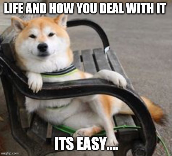 Cool shiba Inu  | LIFE AND HOW YOU DEAL WITH IT; ITS EASY.... | image tagged in cool shiba inu | made w/ Imgflip meme maker