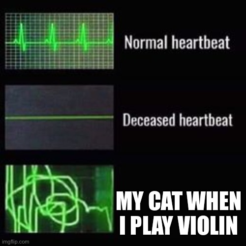 heartbeat rate | MY CAT WHEN I PLAY VIOLIN | image tagged in heartbeat rate | made w/ Imgflip meme maker