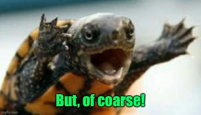 Turtle Say What? | But, of coarse! | image tagged in turtle say what | made w/ Imgflip meme maker