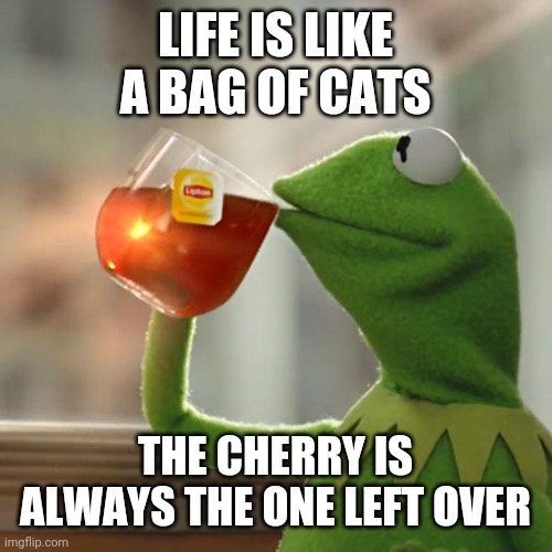 Don't try too hard, this is nonsensical jibberesh I came up with in 10 seconds...or is it? | LIFE IS LIKE A BAG OF CATS; THE CHERRY IS ALWAYS THE ONE LEFT OVER | image tagged in memes,but that's none of my business,kermit the frog | made w/ Imgflip meme maker