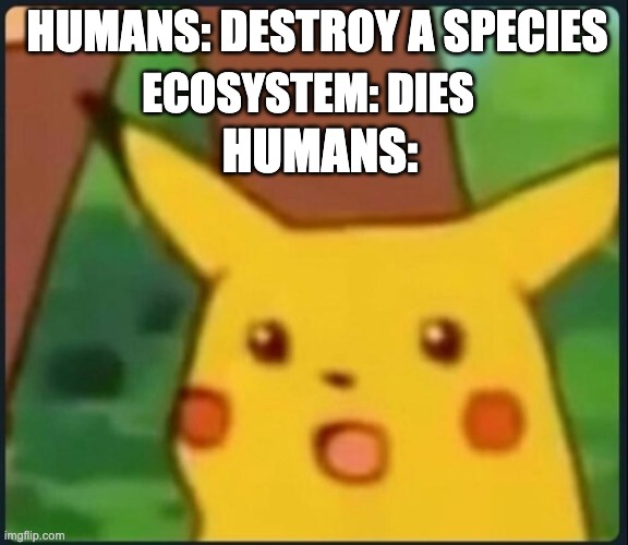 Surprised Pikachu | HUMANS: DESTROY A SPECIES; ECOSYSTEM: DIES; HUMANS: | image tagged in surprised pikachu | made w/ Imgflip meme maker