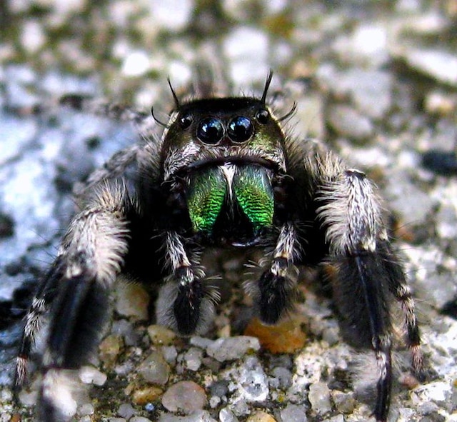 High Quality Jumping spider Blank Meme Template