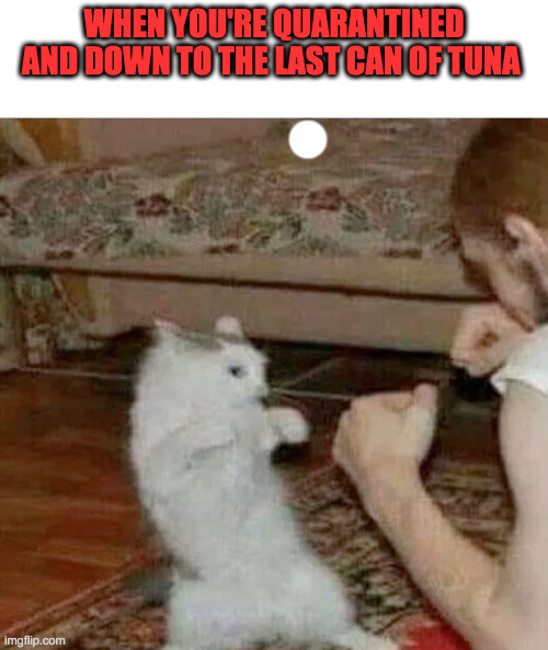 Scrapper | WHEN YOU'RE QUARANTINED AND DOWN TO THE LAST CAN OF TUNA | image tagged in funny cat,boxing,fight,covid-19,coronavirus | made w/ Imgflip meme maker
