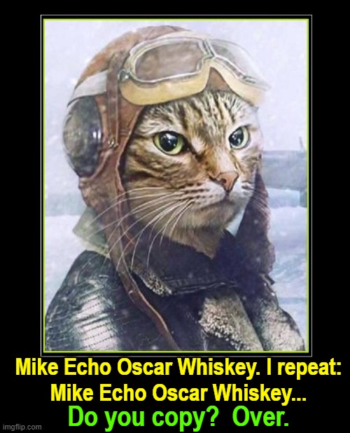 Ground Control to Major Tomcat | Mike Echo Oscar Whiskey. I repeat:
Mike Echo Oscar Whiskey... Do you copy?  Over. | image tagged in vince vance,cats,meow,flying,aviation,david bowie | made w/ Imgflip meme maker