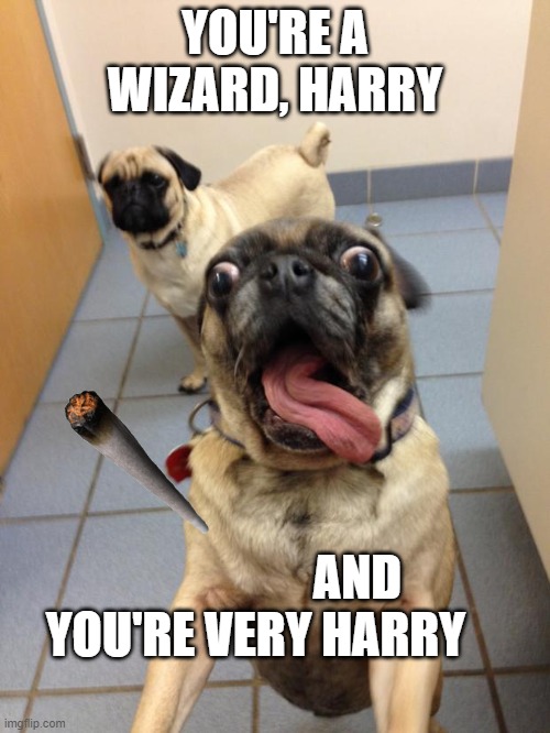 pug love | YOU'RE A WIZARD, HARRY; AND YOU'RE VERY HARRY | image tagged in pug love | made w/ Imgflip meme maker