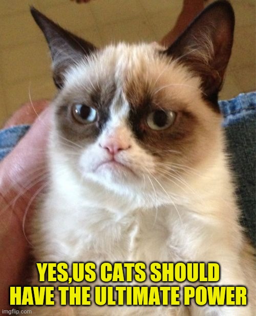 Grumpy Cat Meme | YES,US CATS SHOULD HAVE THE ULTIMATE POWER | image tagged in memes,grumpy cat | made w/ Imgflip meme maker