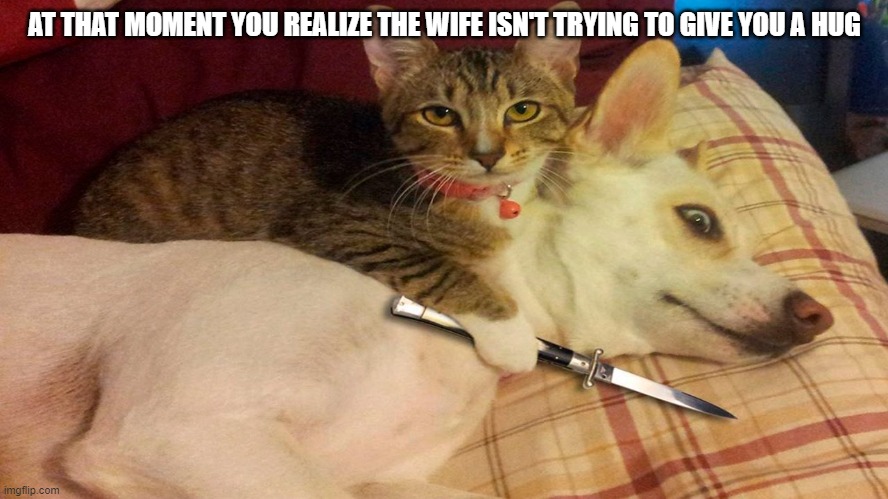 Cats vs dogs | AT THAT MOMENT YOU REALIZE THE WIFE ISN'T TRYING TO GIVE YOU A HUG | image tagged in cats vs dogs | made w/ Imgflip meme maker