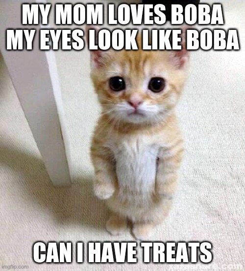 Cute Cat Meme | MY MOM LOVES BOBA MY EYES LOOK LIKE BOBA; CAN I HAVE TREATS | image tagged in memes,cute cat | made w/ Imgflip meme maker