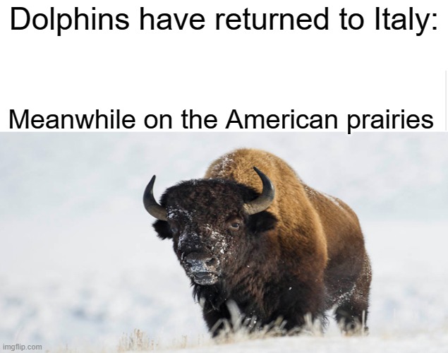The buffalo roam once more | Dolphins have returned to Italy:; Meanwhile on the American prairies | image tagged in blank meme template,buffalo,quarantine,bison | made w/ Imgflip meme maker