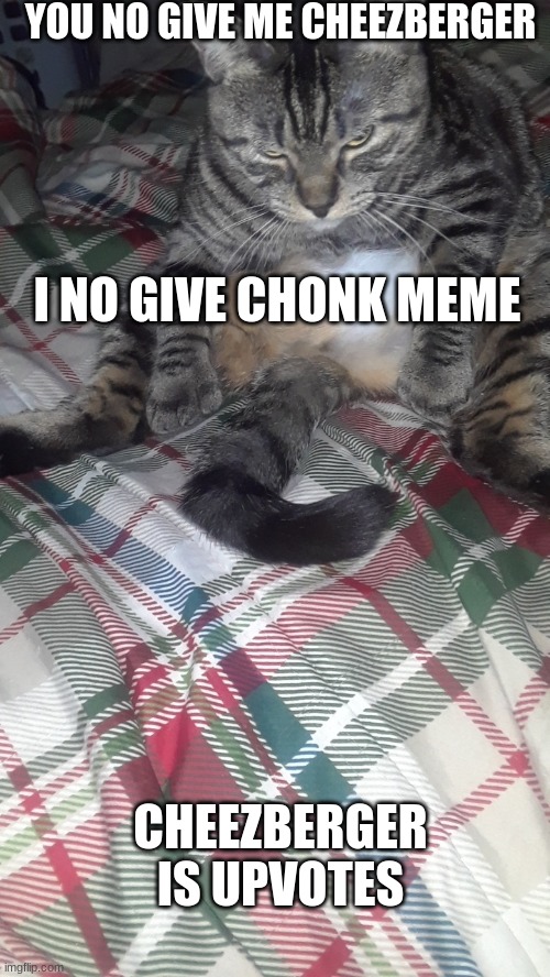 Grumpy chonky cat | YOU NO GIVE ME CHEEZBERGER; I NO GIVE CHONK MEME; CHEEZBERGER IS UPVOTES | image tagged in grumpy chonky cat | made w/ Imgflip meme maker