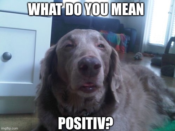 High Dog | WHAT DO YOU MEAN; POSITIV? | image tagged in memes,high dog | made w/ Imgflip meme maker