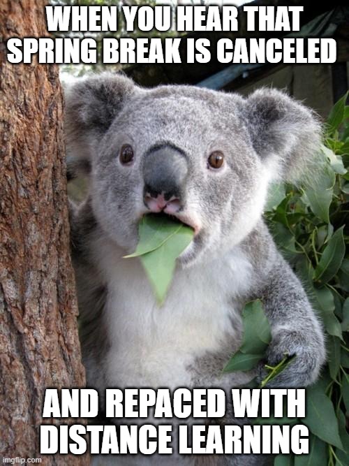 Surprised Koala | WHEN YOU HEAR THAT SPRING BREAK IS CANCELED; AND REPACED WITH DISTANCE LEARNING | image tagged in memes,surprised koala | made w/ Imgflip meme maker