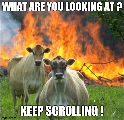 Evil Cows Meme | WHAT ARE YOU LOOKING AT ? KEEP SCROLLING ! | image tagged in memes,evil cows | made w/ Imgflip meme maker