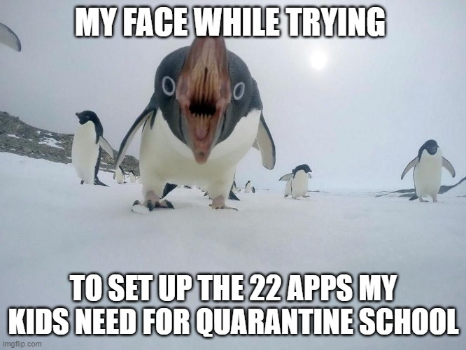 Angry Penguin | MY FACE WHILE TRYING; TO SET UP THE 22 APPS MY KIDS NEED FOR QUARANTINE SCHOOL | image tagged in angry penguin | made w/ Imgflip meme maker