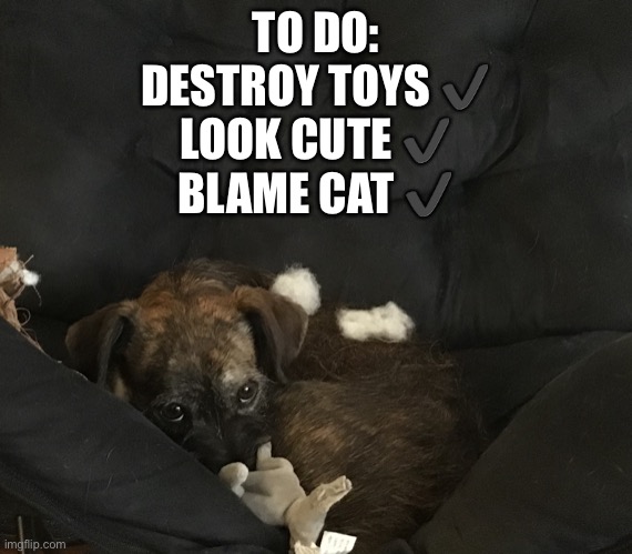 Cute Destructive Dog | TO DO:
DESTROY TOYS ✔️
LOOK CUTE ✔️
BLAME CAT ✔️ | image tagged in cute destructive dog | made w/ Imgflip meme maker