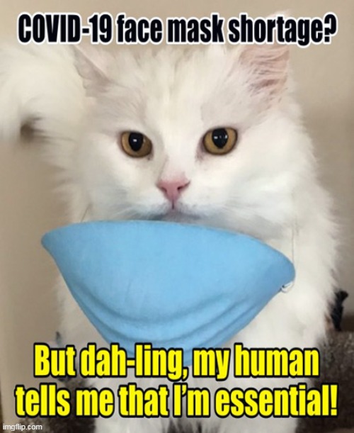 Zahra ~ My Brother's Cat | image tagged in memes,covid-19,coronavirus,politics,zahra | made w/ Imgflip meme maker