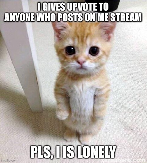 Cute Cat | I GIVES UPVOTE TO ANYONE WHO POSTS ON ME STREAM; PLS, I IS LONELY | image tagged in memes,cute cat | made w/ Imgflip meme maker
