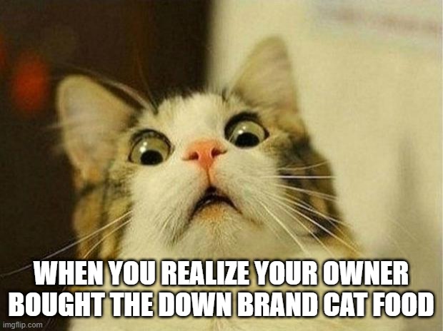 Scared Cat | WHEN YOU REALIZE YOUR OWNER BOUGHT THE DOWN BRAND CAT FOOD | image tagged in memes,scared cat | made w/ Imgflip meme maker