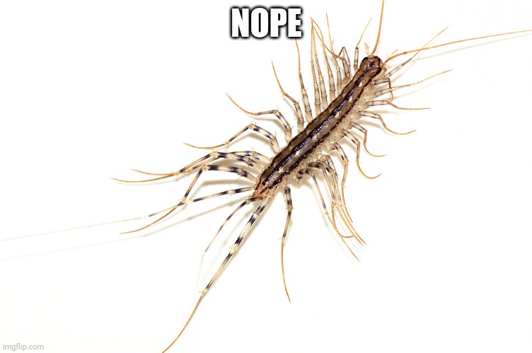 Nope rope with legs | NOPE | image tagged in nope rope with legs | made w/ Imgflip meme maker