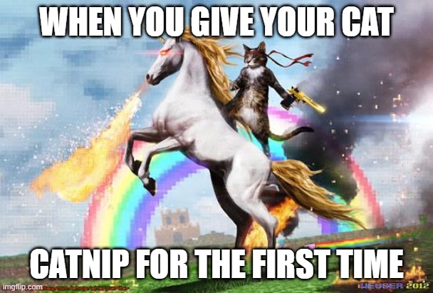 Cat riding unicorn |  WHEN YOU GIVE YOUR CAT; CATNIP FOR THE FIRST TIME | image tagged in cat riding unicorn | made w/ Imgflip meme maker