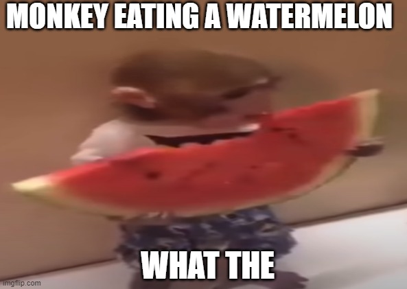 Monkey eating watermelon | MONKEY EATING A WATERMELON; WHAT THE | image tagged in funny,monkey,watermelon | made w/ Imgflip meme maker