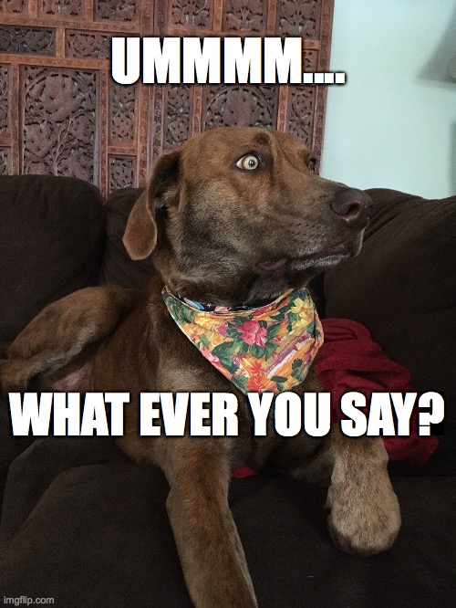 UMMMM.... WHAT EVER YOU SAY? | image tagged in seriously,you crazy,worried face | made w/ Imgflip meme maker