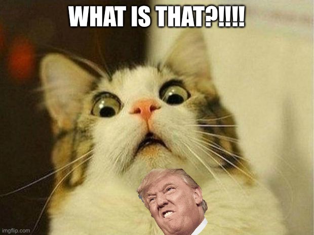 Scared Cat | WHAT IS THAT?!!!! | image tagged in memes,scared cat | made w/ Imgflip meme maker