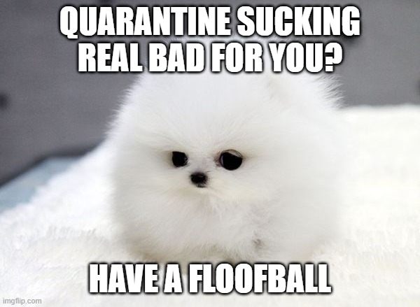 Hope it lightens your day! | QUARANTINE SUCKING REAL BAD FOR YOU? HAVE A FLOOFBALL | image tagged in animals,cute,quarantine | made w/ Imgflip meme maker