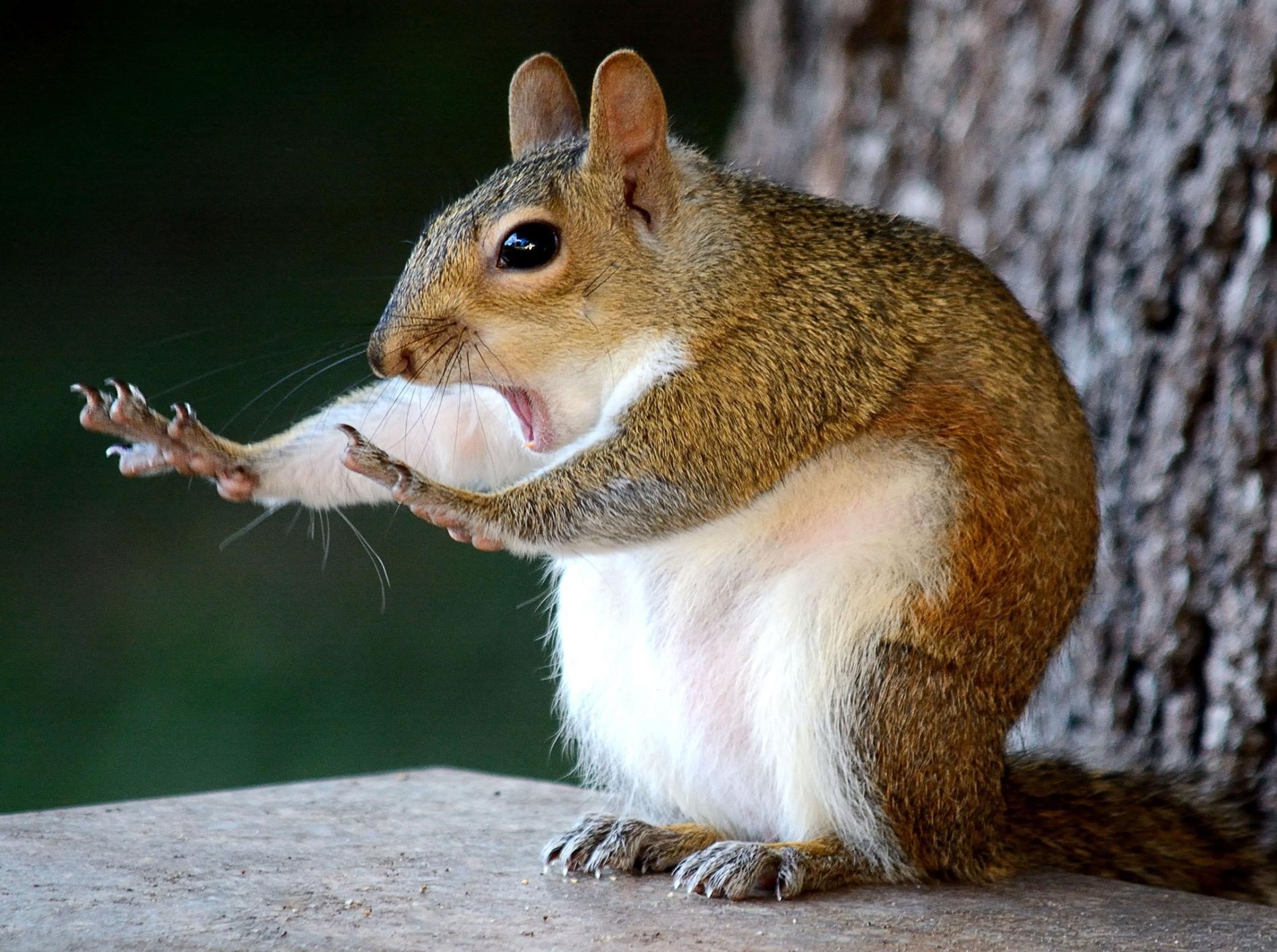 High Quality Squirrel hold up Blank Meme Template