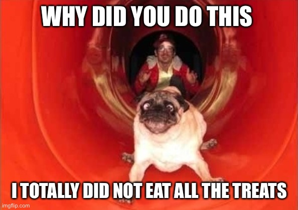 pug wtf | WHY DID YOU DO THIS; I TOTALLY DID NOT EAT ALL THE TREATS | image tagged in pug wtf | made w/ Imgflip meme maker