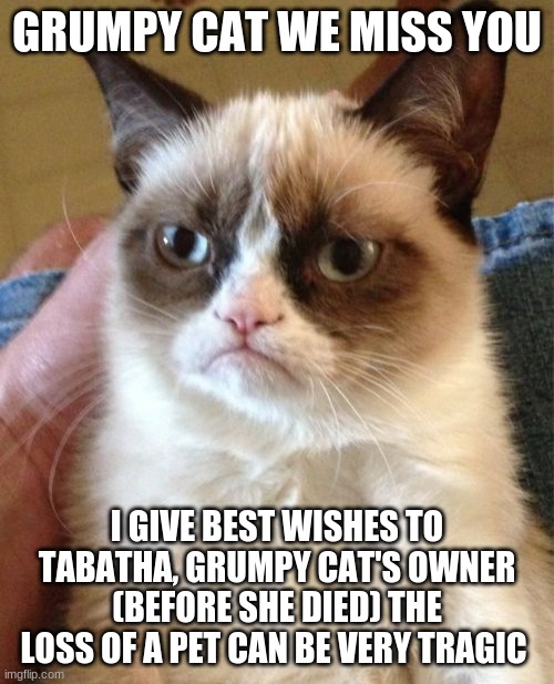 Grumpy Cat | GRUMPY CAT WE MISS YOU; I GIVE BEST WISHES TO TABATHA, GRUMPY CAT'S OWNER (BEFORE SHE DIED) THE LOSS OF A PET CAN BE VERY TRAGIC | image tagged in memes,grumpy cat | made w/ Imgflip meme maker