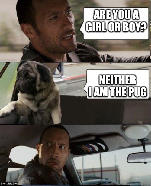 Rock driving Pug | ARE YOU A GIRL OR BOY? NEITHER I AM THE PUG | image tagged in rock driving pug | made w/ Imgflip meme maker