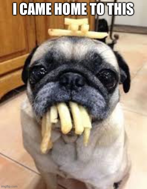 Fries pug | I CAME HOME TO THIS | image tagged in fries pug | made w/ Imgflip meme maker