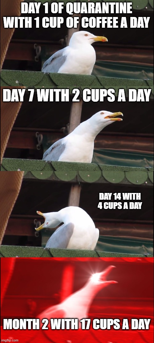 Inhaling Seagull | DAY 1 OF QUARANTINE WITH 1 CUP OF COFFEE A DAY; DAY 7 WITH 2 CUPS A DAY; DAY 14 WITH 4 CUPS A DAY; MONTH 2 WITH 17 CUPS A DAY | image tagged in memes,inhaling seagull | made w/ Imgflip meme maker