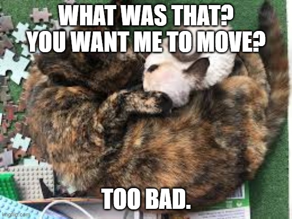 Catz da best | WHAT WAS THAT? YOU WANT ME TO MOVE? TOO BAD. | image tagged in lol | made w/ Imgflip meme maker