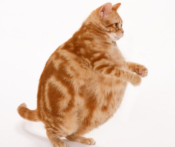 High Quality Chonk Cat dance Blank Meme Template